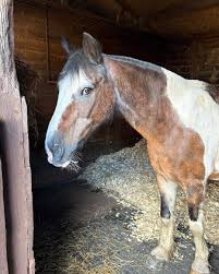 Image result for Greenways Riding Stable Lower Eashing