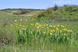 Attēlu rezultāti vaicājumam “Iris pseudacorus flower”