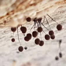 Attēlu rezultāti vaicājumam “Comatricha fragilis”