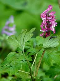 Attēlu rezultāti vaicājumam “Corydalis cava fruit”