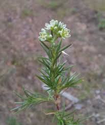 Attēlu rezultāti vaicājumam “Scleranthus perennis flower”