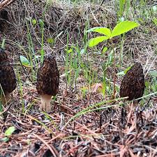 Attēlu rezultāti vaicājumam “Morchella esculenta”