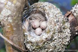 Attēlu rezultāti vaicājumam “Fringilla coelebs nest”