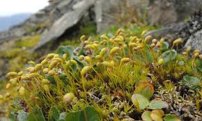 Attēlu rezultāti vaicājumam “Schistidium apocarpum stalked”