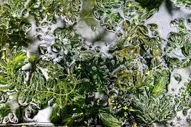 Attēlu rezultāti vaicājumam “Ceratophyllum submersum”