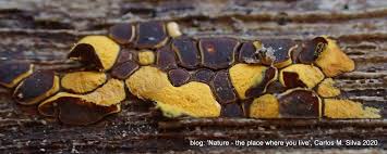 Attēlu rezultāti vaicājumam “Perichaena corticalis”