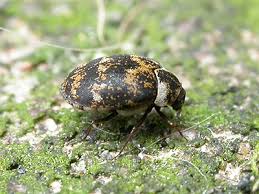 Attēlu rezultāti vaicājumam “Anthrenus museorum”