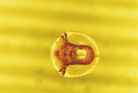 Attēlu rezultāti vaicājumam “Galerucella nymphaeae pupa”