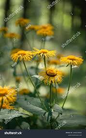 Attēlu rezultāti vaicājumam “Telekia speciosa flower”