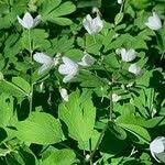 Attēlu rezultāti vaicājumam “Isopyrum thalictroides”