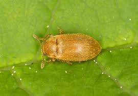 Attēlu rezultāti vaicājumam “Byturus tomentosus”