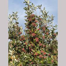 Attēlu rezultāti vaicājumam “Sorbus aria”