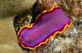 Attēlu rezultāti vaicājumam “Plathelminthes”