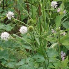 Image result for Succisella inflexa