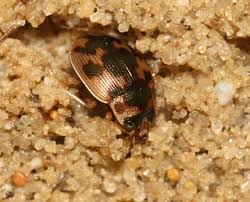 Attēlu rezultāti vaicājumam “Omophron limbatum”