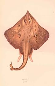 Image result for Dipturus laevis