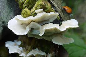 Attēlu rezultāti vaicājumam “Antrodiella semisupina”