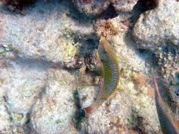 Image result for Sparisoma axillare