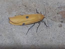 Attēlu rezultāti vaicājumam “Lithosia quadra”