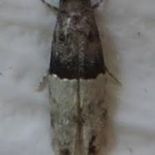 Attēlu rezultāti vaicājumam “Tineidae”