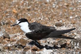 Image result for Onychoprion fuscatus