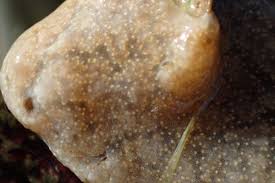 Attēlu rezultāti vaicājumam “Didymium crustaceum macro”