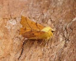 Attēlu rezultāti vaicājumam “Ennomos alniaria”