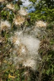 Attēlu rezultāti vaicājumam “Carduus crispus leaf”