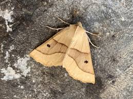 Attēlu rezultāti vaicājumam “Crocallis elinguaria”