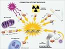 What are free radicals in the body?