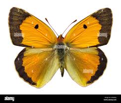 Attēlu rezultāti vaicājumam “Colias croceus”