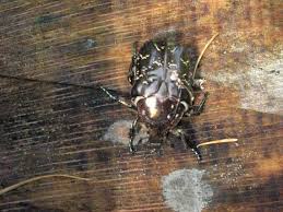 Attēlu rezultāti vaicājumam “Liocola lugubris”