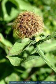 Image result for Centaurea pseudophrygia