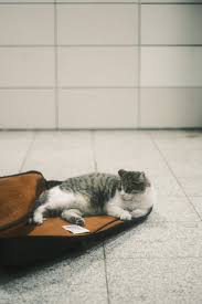 Image result for Cat sleeping in guitar