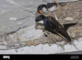 Attēlu rezultāti vaicājumam “Delichon urbicum adult”