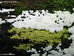 Attēlu rezultāti vaicājumam “Ceratiomyxa porioides spores”