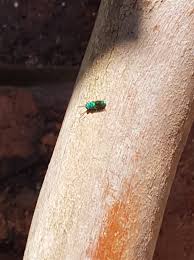 Attēlu rezultāti vaicājumam “Diastrophus rubi”