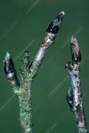 Attēlu rezultāti vaicājumam “Sorbus aucuparia bud”