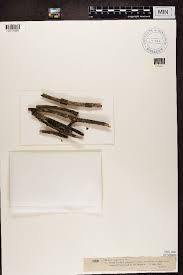 Attēlu rezultāti vaicājumam “Scoliciosporum chlorococcum”