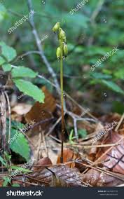 Attēlu rezultāti vaicājumam “Corallorhiza trifida fruit”