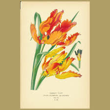 Attēlu rezultāti vaicājumam “Tulipa gesneriana”