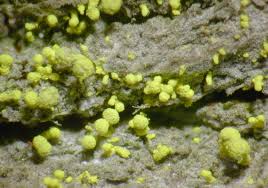 Attēlu rezultāti vaicājumam “Chaenotheca brachypoda”