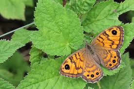 Attēlu rezultāti vaicājumam “Lasiommata megera female”