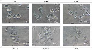 Attēlu rezultāti vaicājumam “Leiocolea rutheana cells”