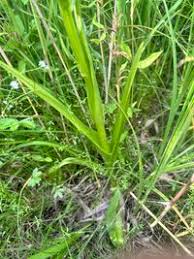 Attēlu rezultāti vaicājumam “Dactylorhiza russowii”