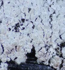 Attēlu rezultāti vaicājumam “Diderma globosum spores”