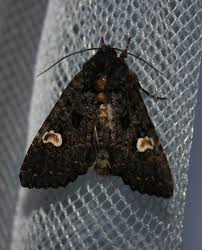 Attēlu rezultāti vaicājumam “Melanchra persicariae”