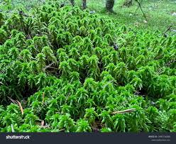 Attēlu rezultāti vaicājumam “Sphagnum girgensohnii”