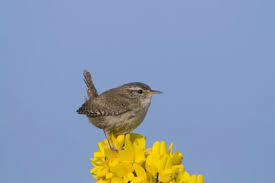 Attēlu rezultāti vaicājumam “Troglodytes troglodytes adult”