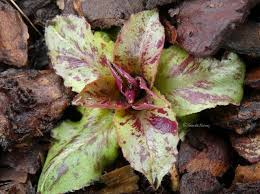 Attēlu rezultāti vaicājumam “Hypochaeris maculata”